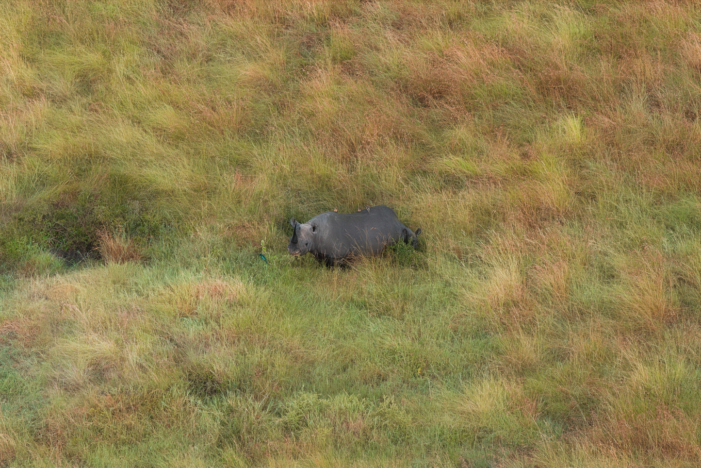 Grassland Journey, Kenya, 2018
