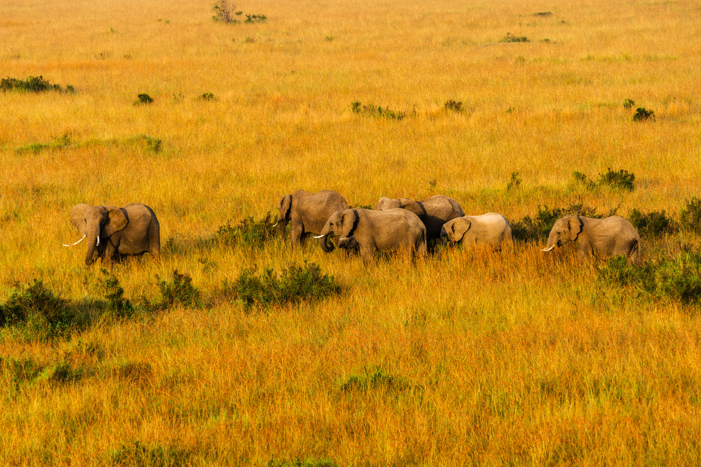 Morning Crossing, Kenya, 2018