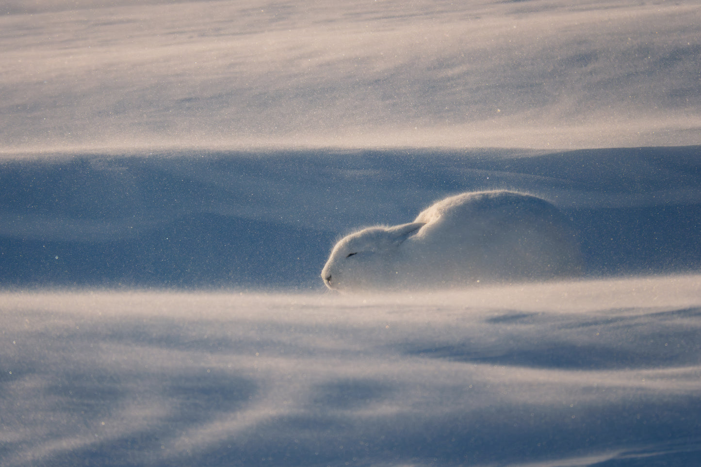 Resilience, Canada, 2017