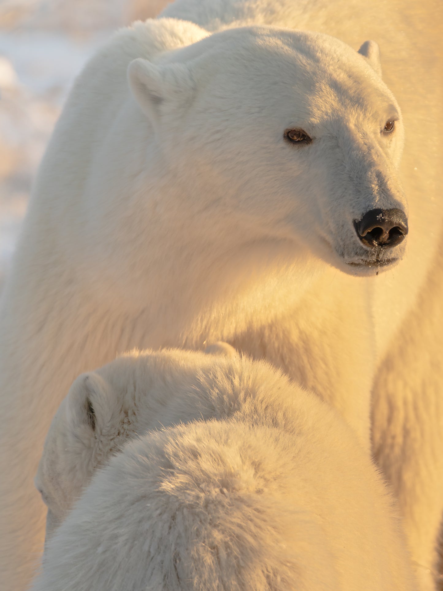 Under My Wing, Canada, 2017