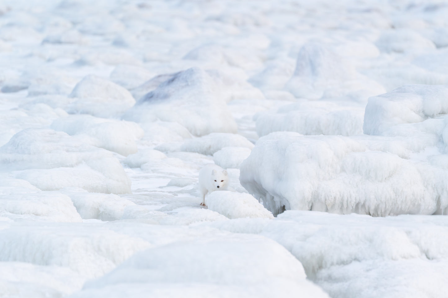 Amidst the Stillness, Canada, 2017