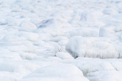 Amidst the Stillness, Canada, 2017