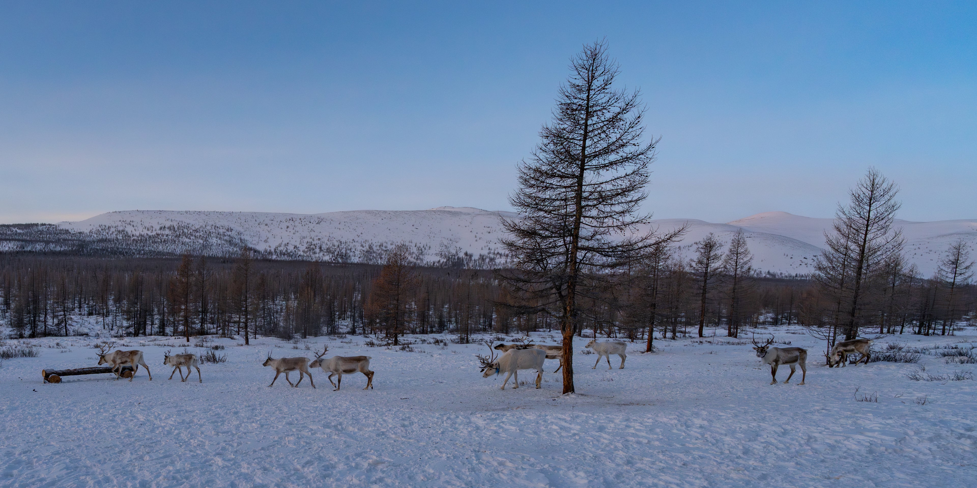 reindeer in northern Mongolia village
