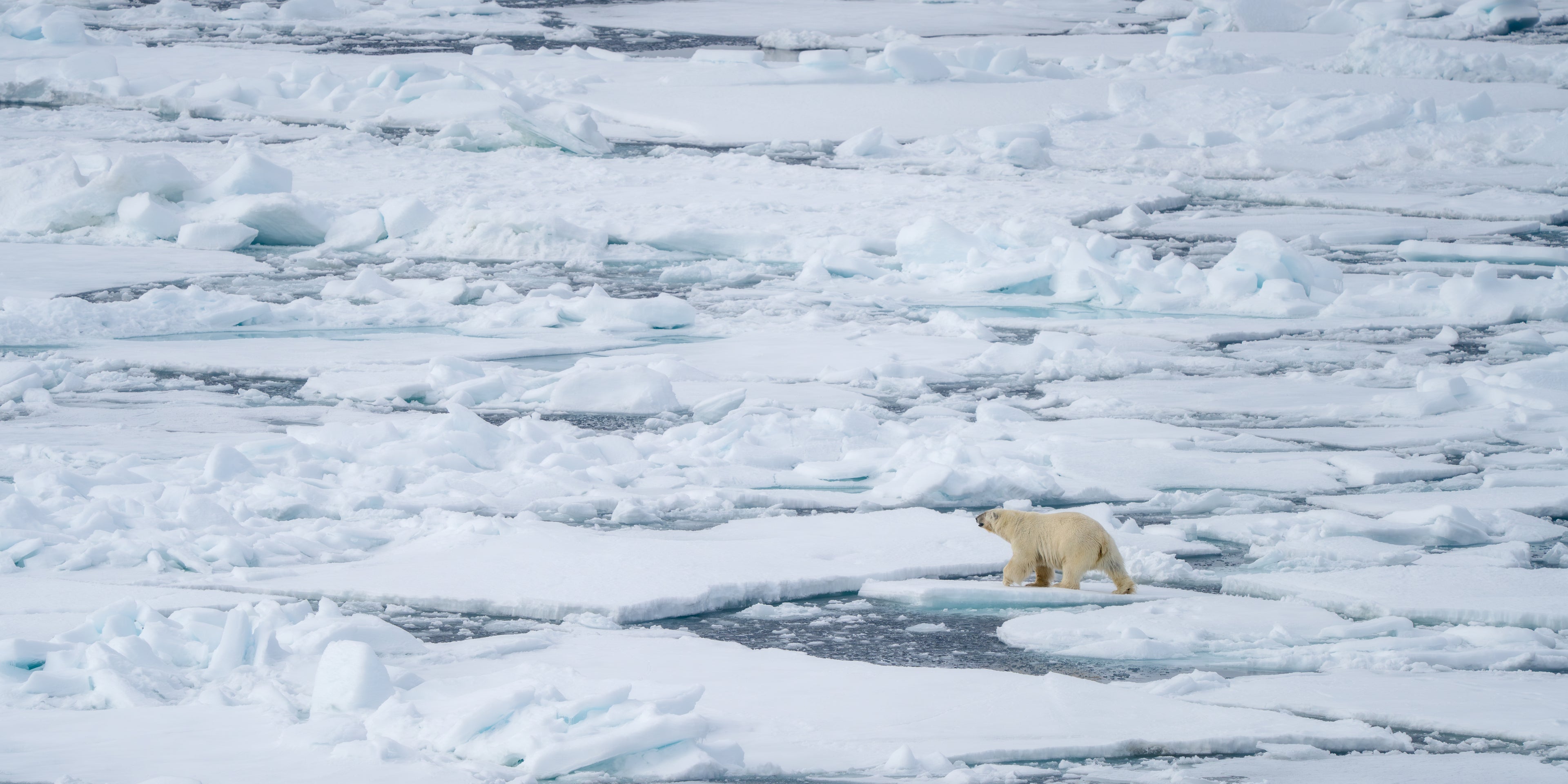 Polar bear on a small piece of ice in the middle of a frozen water body