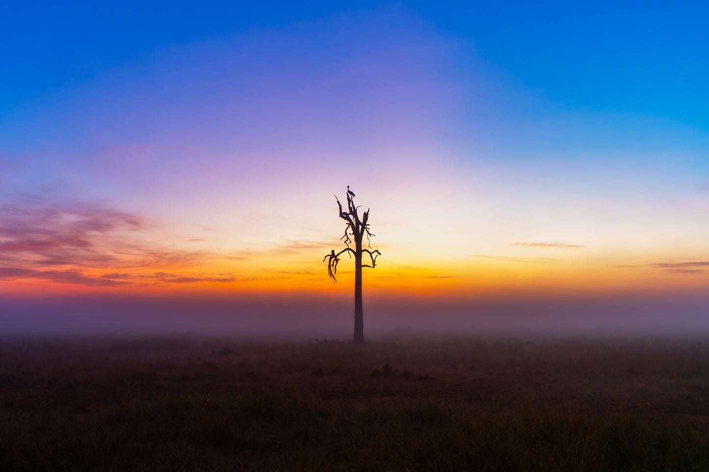 Dawn Watch, Kenya, 2018