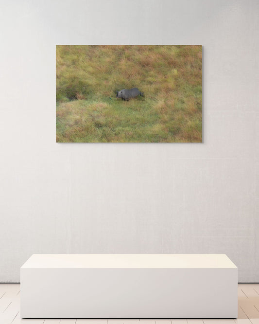 Grassland Journey, Kenya, 2018