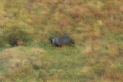 Grassland Journey, Kenya, 2018