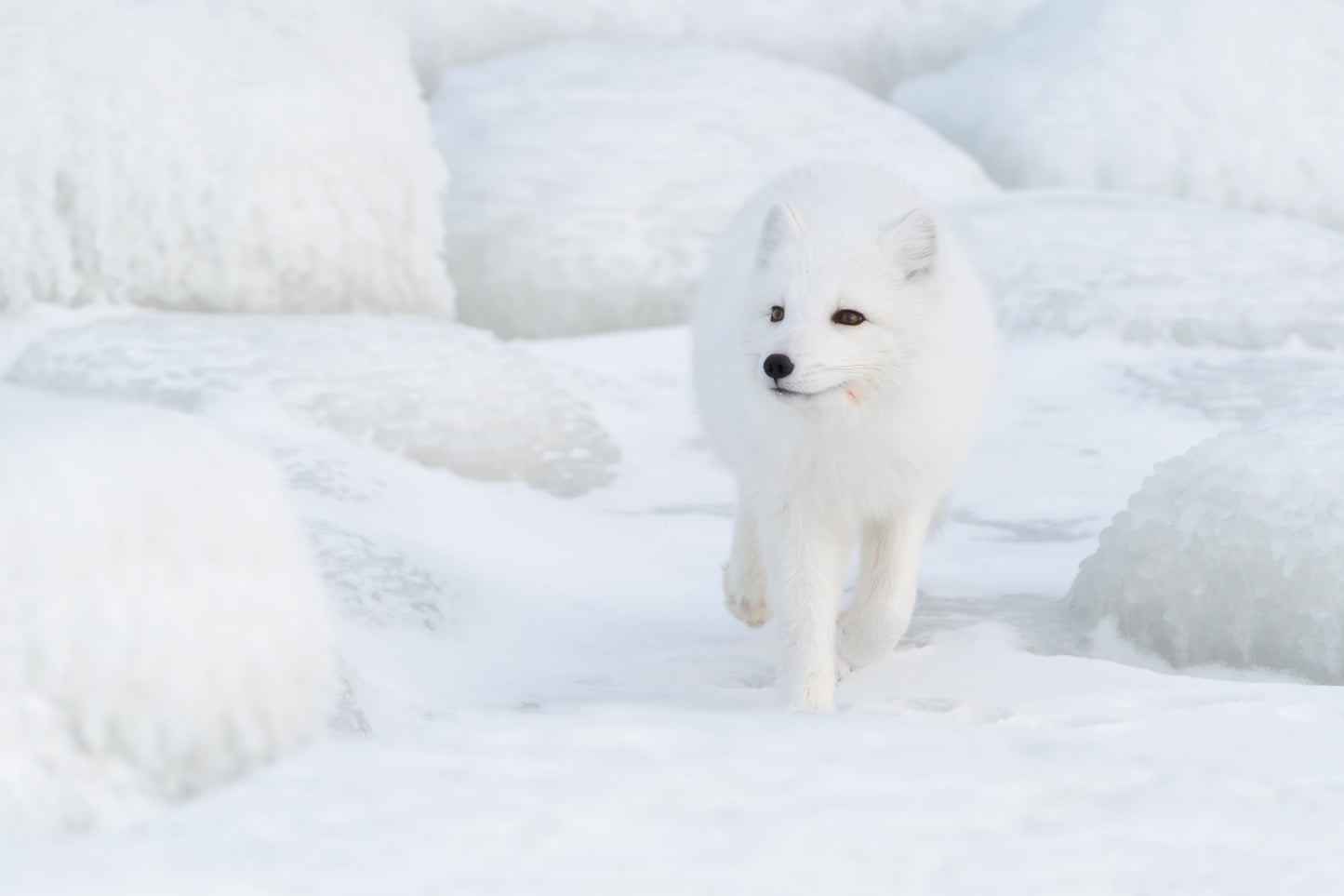 Hunter's Step, Canada, 2017