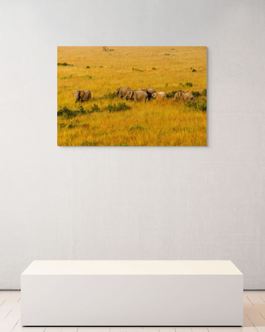 Morning Crossing, Kenya, 2018