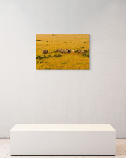 Morning Crossing, Kenya, 2018