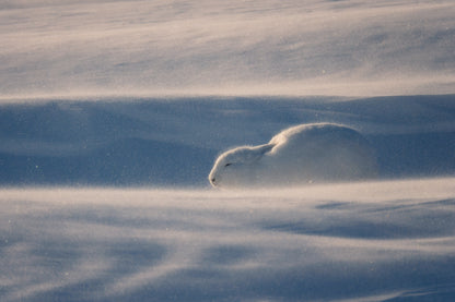 Resilience, Canada, 2017
