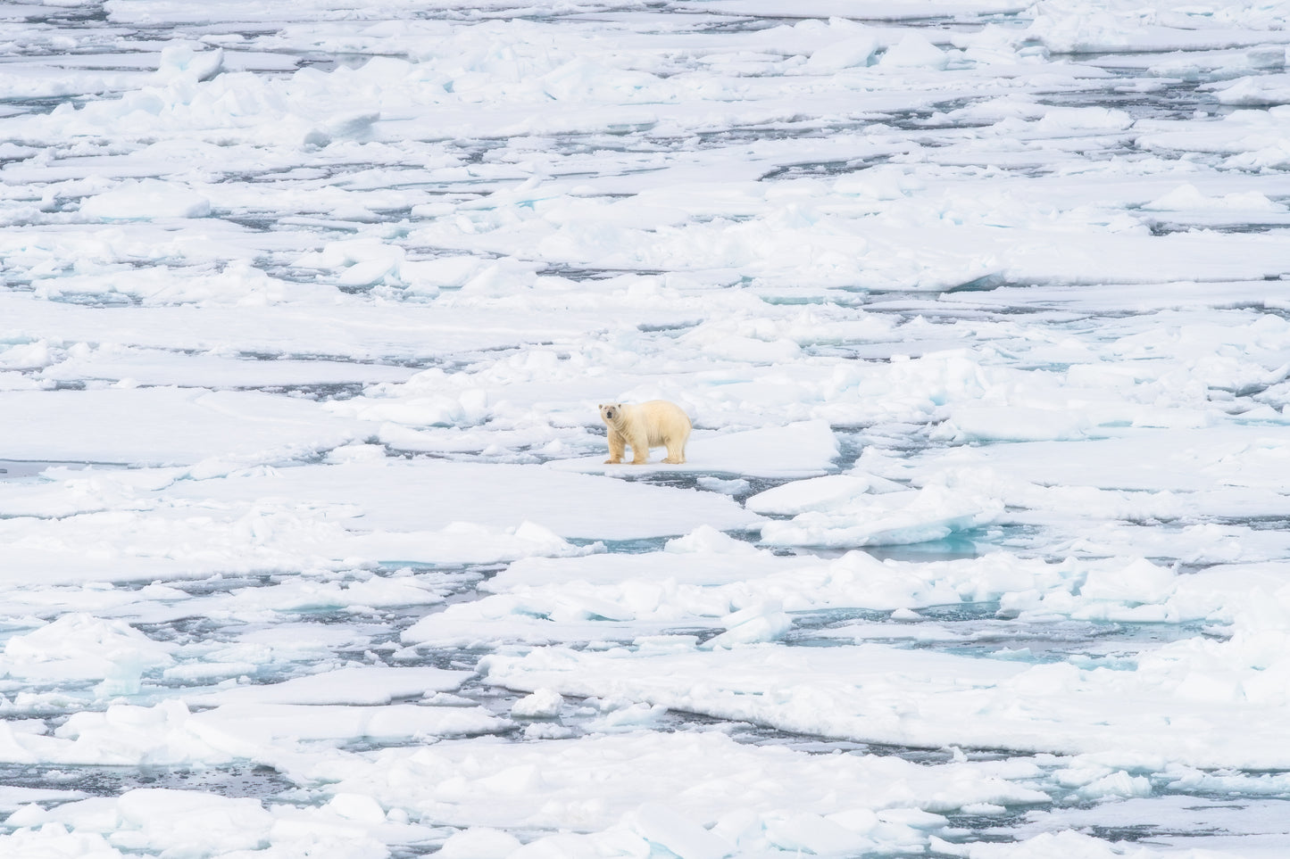 The Wanderer's Gaze, Svalbard, 2024