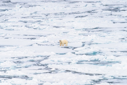 The Wanderer's Gaze, Svalbard, 2024