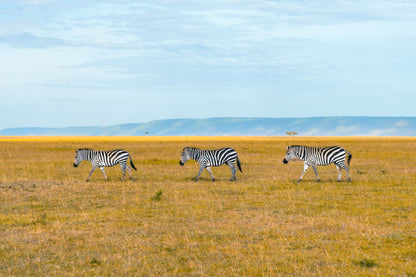 Zebra Crossing, Kenya, 2018